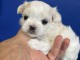 adopter chiot bichon maltais mâle 