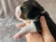 Dons chiot beagle disponible 