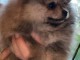 chiot spitz allemand race pure disponible 