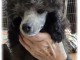 b&eacute;b&eacute; chiot caniche nain disponible 