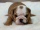 magnifique chiot bulldog anglais m&acirc;le 