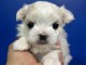 b&eacute;b&eacute; chiot bichon maltais disponible 
