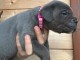 bébé chiot Cane Corso disponible 