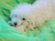 chiot bichon frisé femelle a donner 