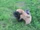 deux chiots Shih Tzu prêt pour être l