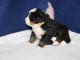 Dons chiot bouvier bernois disponible 