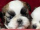je donne chiot shih tzu m&acirc;le 