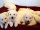 chiot berger blanc suisse adoption 