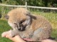 chiot Akita inu a donner 