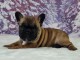 chiot bouledogue fran&ccedil;ais &agrave; donner 