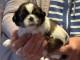 adorable chiot Shih Tzu a donner 
