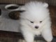 chiot spitz allemand magnifique femelle 