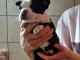 bébé chiot Boston terrier femelle a donner 