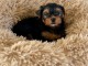 b&eacute;b&eacute; chiot Yorkshire disponible 