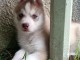 magnifique chiot husky sibérien 