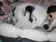 magnifique chiot jack ressel disponible 