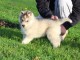 magnifique chiot sib&eacute;rien husky 