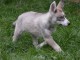 magnifique chiot husky sib&eacute;rien 