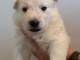 chiot berger blanc suisse adoption 