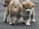 adorable chiot Akita inu a donner 