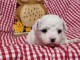 magnifique chiot bichon frisé mâle 
