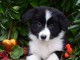 Chiots Border Collie a donné contre bon soin 