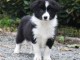 Chiots Border Collie a donné contre bon soin 