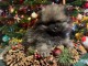 chiot spitz allemand a donner pour noël 