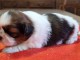chiot Shih Tzu a donner 