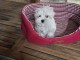Magnifique chiot bichon maltais disponible 