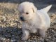 Adorable chiot golden retriever m&acirc;le a donner 
