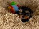 B&eacute;b&eacute; chiot Yorkshire terrier femelle 