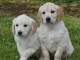 adorable chiot golden retriever disponible 
