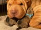 adorable chiot shar pei a donner 