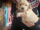 magnifique chiot golden retriever femelle a adopter urgent 