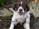 Chiots Braque français, type Pyrenees (petite taille)
