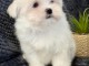 magnifique chiot bichon maltais mâle a donner 
