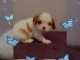 bébé chiot cavalier king charle femelle a donner pour noël 
