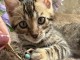 Dons chaton Bengal disponible femelle 