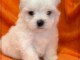 dons chiot bichon maltais 