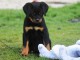 je donne chiot rottweiler mâle 