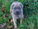 chiot cane corso mâle a donner 