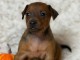 Chiot pinscher nain disponible 