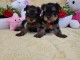 Adorable chiot Yorkshire m&acirc;le et femelle 