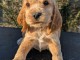 Chiot cocker anglais disponible 