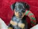 à adopter chiot pinscher nain 