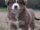 Magnifique chiot berger australien &agrave; adopter 