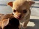 Je donne des chiots chihuahua 