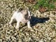 Jolie chiot bouledogue fran&ccedil;ais 