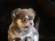 Adorable chiot chihuahua 